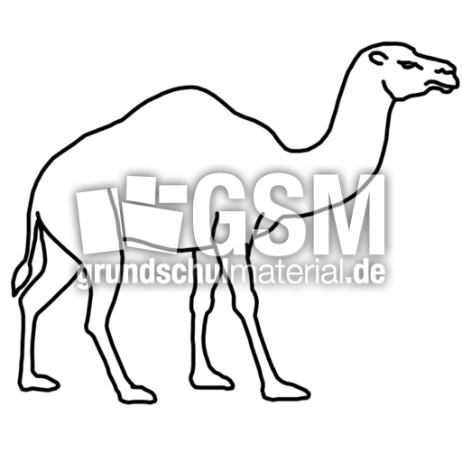 kamel.jpg